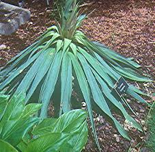 Image result for Agavaceae