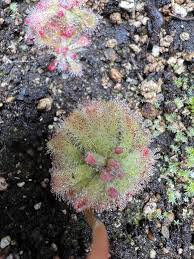 Image result for Drosera natalensis