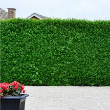 Maybe you would like to learn more about one of these? Spring Hill Nurseries Privet Ligustrum Hedge Plants Live Bare Root Plants Green Foliage 3 Pack 73427 The Home Depot