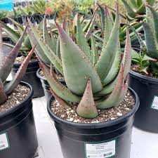 Image result for Aloe nuttii