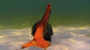 Check spelling or type a new query. The Giant Horse Conch Youtube