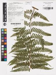 Image result for Microlepia speluncae