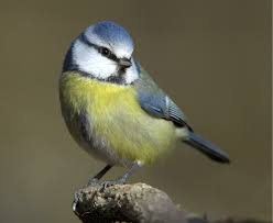 Which element must be burned out … Bird Quizzes Garden Birds 01 Most Common