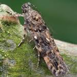 Image result for Teleiopsis diffinis