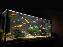 Aquarium terbut dari paralon dengan ukuran mini sehingga sangat cocok untuk ikan hias cupang. 7 Tips Membuat Aquarium Air Laut Yang Perlu Diketahui Bukareview