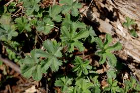 Image result for Alchemilla kiwuensis