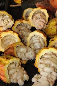 Cacao Pods Are Manually Harvested And Broken In Half To Extract The Beans The Harvest Is From November To Decembe Cacao Chocolate Cocoa Tea Fruits And Veggies