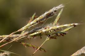 Image result for Andropogon gayanus