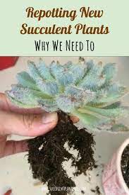 Why Is It A Good Idea To Repot Newly Purchased Succulent Plants Planting Succulents Succulents Succulent Gardening