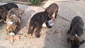 Dogo Argentino Cane Corso Mix Pupy Youtube 5:08 juvelio08 2 673 просмотра.