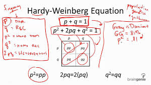 Hardy weinberg equation answers pogil. Hw Equation Ekbooks Org
