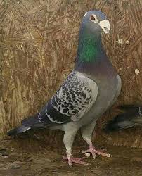 Https Yarispostaguvercini Blogspot Com Pigeon Breeds Pigeon Pictures Racing Pigeon Lofts