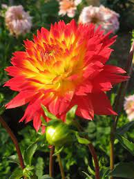 Pin By Pen Hale On Flower Power Flowers Petals Beautiful Flowers Pretty Flowers