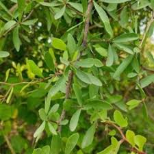 Image result for Gymnosporia heterophylla
