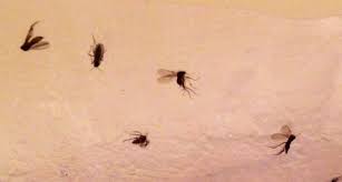 small flies in bathroom how to get rid