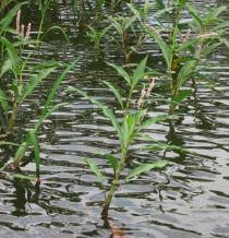 Image result for Persicaria senegalensis