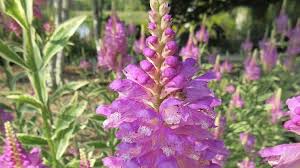 Image result for Physostegia