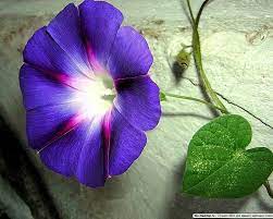 Nada Tao Belo Como O Azul Morning Glory Flowers Flowers Nature Flowers