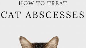 Most abscesses are caused by a bacterial infection. How To Treat Cat Abscesses At Home Pethelpful By Fellow Animal Lovers And Experts
