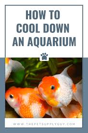 How To Cool Down A Fish Tank Cool Down Aquarium Water Temperature In 2020 Aquarium Chiller Aquarium Fish Tank