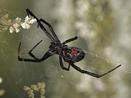 Indeed, pholcid spiders do have a short fang structure (called uncate due to its hooked shape). Do Spiders Bite Humans Why Spider Bites Are Rare