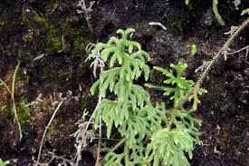 Image result for Lycopodiella sarcocaulon
