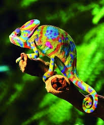 NATURALEZA