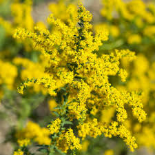 Image result for Solanecio cydoniifolius