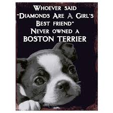 • whoever said diamonds are a girl's best friend never owned a dog. • make no bones about it, you're the best dog i know. • you can't buy happiness, but you can rescue it. Vintage Boston Terrier Quote Metal Magnet