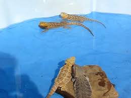 Bearded Dragons In The Swimming Pool Youtube