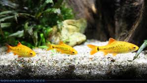 14 Reasons Fish Lay At The Bottom Of The Tank