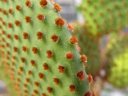 The prickly pear cactus is just among thousands of species of the now ubiquitous succulent plants. Prickly Pear Encounters Removing Glochids Laidback Gardener