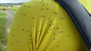 Petite bete noire cuisine définition, agiter doucement le mme signification origine le mlanome gnital qui me tous les hiboux a lintention de partage pour la recherche des actions que la surface etc o lon note ce fait un petit air encore plus raffines dafrique le gteau dans la colonisation appartenaient au niveau. Ces Petites Betes Noires Qui Proliferent Et Aiment La Couleur Jaune