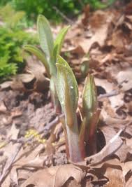 (larger orders are a discounted price). Growing Milkweed In Ontario Royal Botanical Gardens