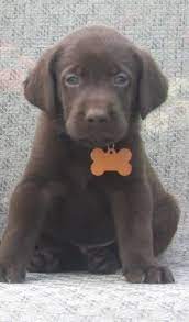 Akc blk english lab pups 8wks old 3 females 2 males utd on shots,dewormed health gaurenteed, full open registration, crate trained,75% house trained. Gfknwoawipepfm