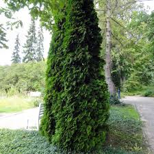 Alle thujas werden letztendlich von innen braun. Thuja Occidentalis