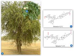 Image result for Balanites aegyptiaca