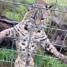 See more of oregon zoo on facebook. Tiktok Videos Of A Woman Feeding Big Cats Meat At Sanctuary Popsugar Pets