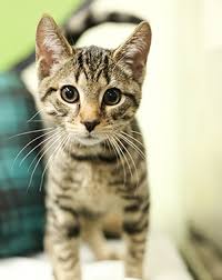 Find cats and kittens for adoption at the michigan humane society. Animal Adoption And Rescue Brother Wolf Asheville Nc