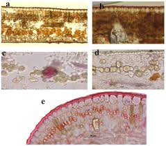 Image result for Secamone stuhlmannii