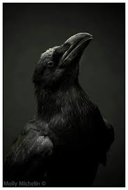 Terrific Raven Pic Raben Und Krahen Krafttier Tiere