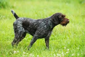 German wirehaired pointer, wirehaired vizsla. German Wirehaired Pointer Dog Breed Information