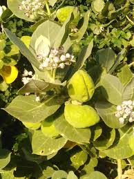 Image result for Synadenium cupulare