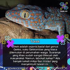 Hewan satu ini dikenal sangat mudah beradaptasi. Dark Ice Misteri Tokek Di Masyarakat Tokek Merupakan Facebook