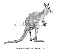 Kangaroo Pencil Sketch Hand Drawn Kangaroo Illustration Isolated On White Background Kangaroo Illustration Kangaroo How To Draw Hands