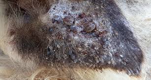 Eight people, many of them women of asian descent, have been. Asian Ticks Mysteriously Appeared On A New Jersey Sheep How Worried Should We Be Goats And Soda Npr