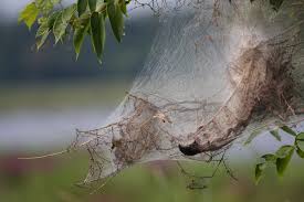 He told 7news that what's been seen in victoria is a group of spiders called sheet web spiders who mostly stay on the ground layer. What Are Those Spooky Web Looking Things On Tree Branches Kansas Public Radio