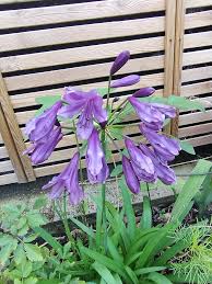 Image result for Cliffortia nitidula