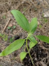 Maybe you would like to learn more about one of these? Is It Normal For My 7 8 Inch Sunflower Seedlings To Have Baby Buds Already I Just Put Them In The Ground They W Sunflower Seedlings Seedlings Autumn Beauty
