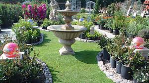 Image result for Dichondra